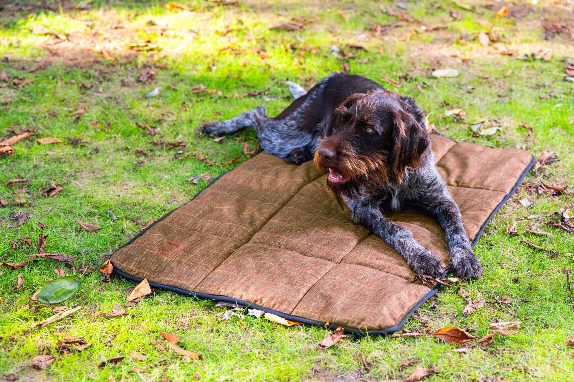 Op vakantie met je hond? Dit mag je niet vergeten!