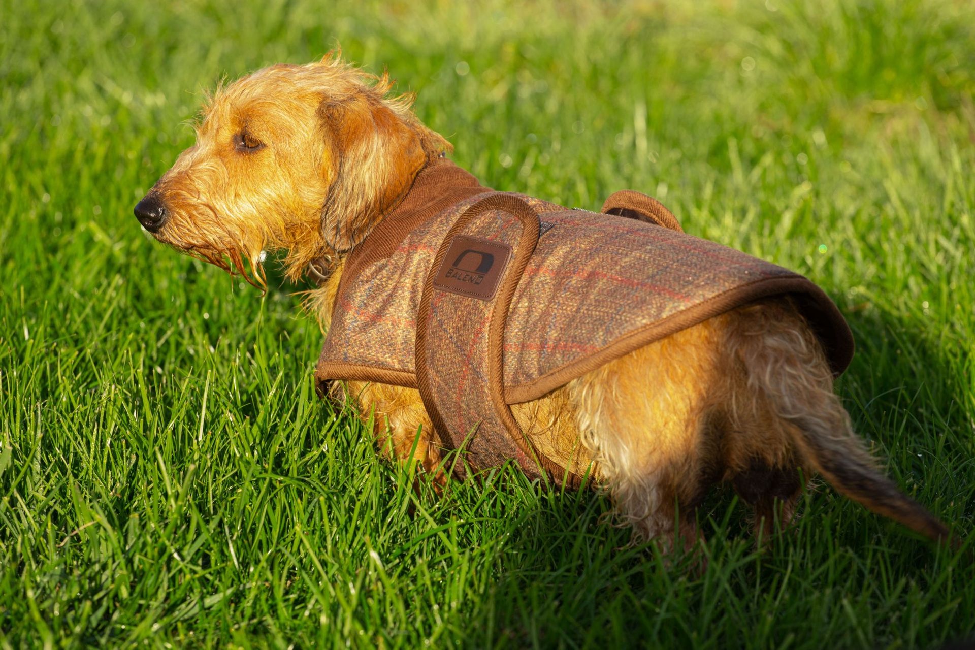 Hond in de Baleno Bobby hondenjas in printed tweed